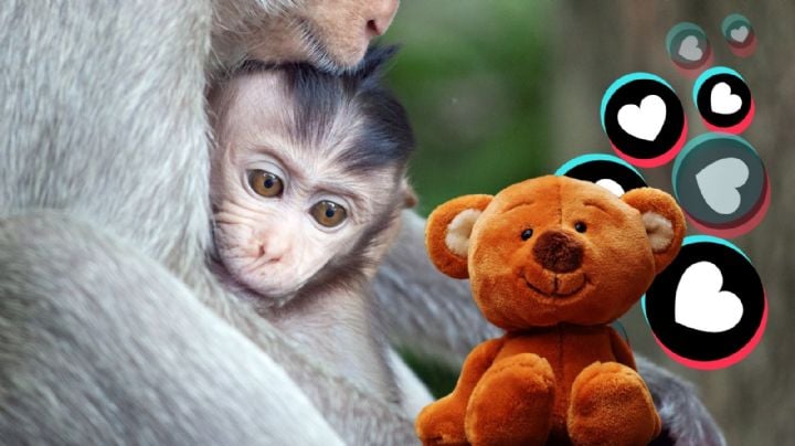 Punch el mono viral 2026: ¿Quién es y por qué abraza su peluche naranja?