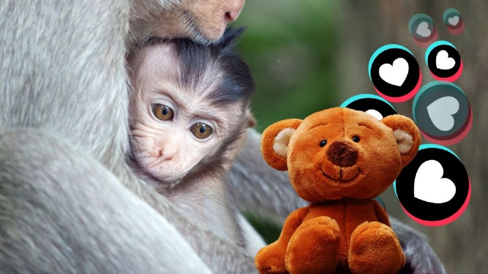 La historia de Punch, el mono, se ha interpretado como un ejemplo de resilencia: ¿Por qué abraza un peluche naranja?