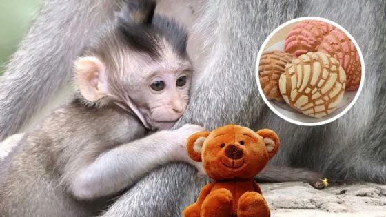 Concha inspirada en Punch, el mono viral: Precio, dónde conseguirla y por qué es tendencia